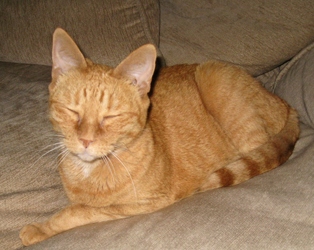 [picture of Lorelei, a Domestic Short Hair orange tabby cat]