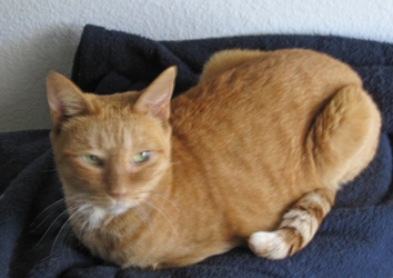 [picture of Lorelei, a Domestic Short Hair orange tabby cat]