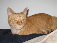 [picture of Lorelei, a Domestic Short Hair orange tabby\ cat] 