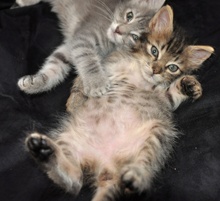 [another picture of Texas, a Domestic Medium Hair dark tabby\ cat] 