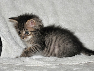 Adopted Ns04410 Texas
