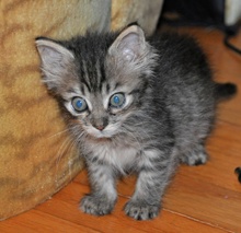 [picture of Texas, a Domestic Medium Hair dark tabby\ cat] 