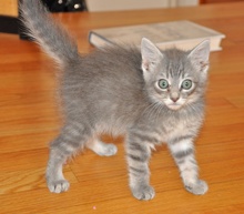 [another picture of Zelda, a Domestic Medium Hair gray tabby\ cat] 