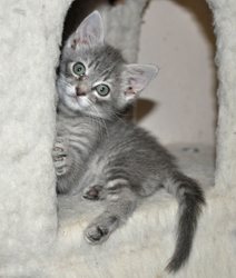 [picture of Zelda, a Domestic Medium Hair gray tabby cat]