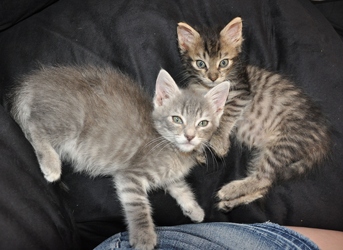 [picture of Zelda, a Domestic Medium Hair gray tabby cat]