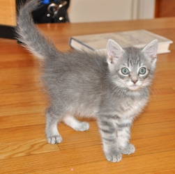 Adopted Ns04412 Zelda