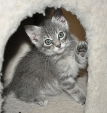 [picture of Zelda, a Domestic Medium Hair gray tabby\ cat] 