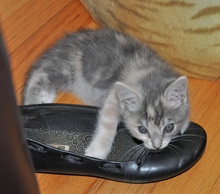 [another picture of Princess Peach, a Domestic Medium Hair dilute tortoiseshell\ cat] 
