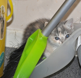 [picture of Princess Peach, a Domestic Medium Hair dilute tortoiseshell cat]