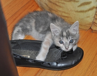 [picture of Princess Peach, a Domestic Medium Hair dilute tortoiseshell cat]