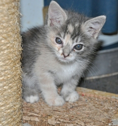 [picture of Princess Peach, a Domestic Medium Hair dilute tortoiseshell cat]