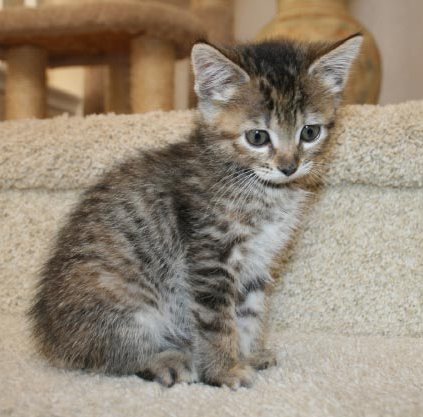 [picture of Chip, a Domestic Short Hair tabby\ cat] 