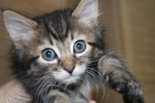 [another picture of Norman, a Domestic Short Hair tabby\ cat] 