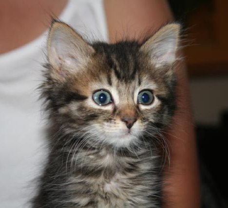 [picture of Norman, a Domestic Short Hair tabby cat]