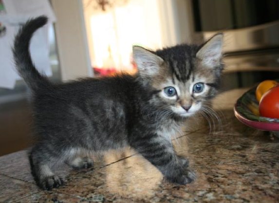 [picture of Norman, a Domestic Short Hair tabby cat]