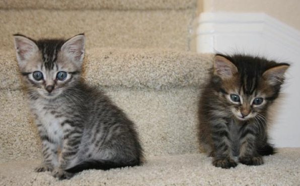 [picture of Norman, a Domestic Short Hair tabby cat]