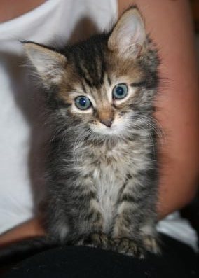 [picture of Norman, a Domestic Short Hair tabby\ cat] 