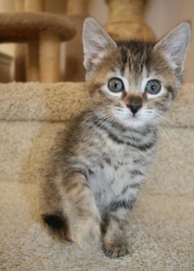 [another picture of Sweets, a Domestic Short Hair tabby\ cat] 