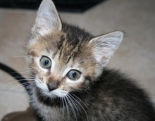 [picture of Sweets, a Domestic Short Hair tabby\ cat] 
