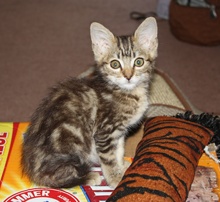 [another picture of Tiger, a Domestic Short Hair tabby\ cat] 