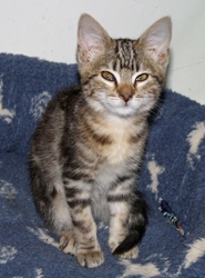 [picture of Tiger, a Domestic Short Hair tabby cat]