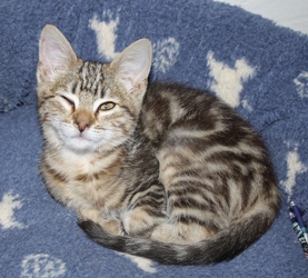 [picture of Tiger, a Domestic Short Hair tabby cat]