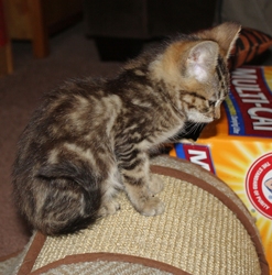 [picture of Tiger, a Domestic Short Hair tabby cat]