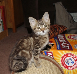 [picture of Tiger, a Domestic Short Hair tabby cat]