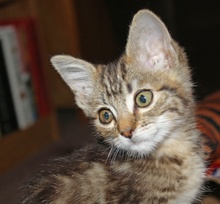 [picture of Tiger, a Domestic Short Hair tabby\ cat] 