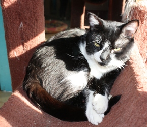 [picture of Tully, a Domestic Short Hair black/white cat]