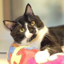 [picture of Tully, a Domestic Short Hair black/white\ cat] 