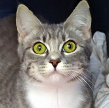 [picture of Mia, a Domestic Short Hair gray tabby/white\ cat] 