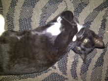 [another picture of Luna, a Domestic Short Hair black/white\ cat] 