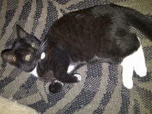 [picture of Luna, a Domestic Short Hair black/white\ cat] 