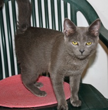 [another picture of Dusty, a Domestic Short Hair gray\ cat] 