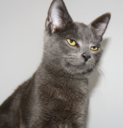 [picture of Dusty, a Domestic Short Hair gray cat]