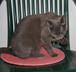 [picture of Dusty, a Domestic Short Hair gray cat]