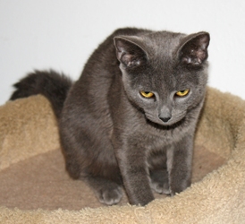 [picture of Dusty, a Domestic Short Hair gray cat]