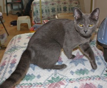 [picture of Dusty, a Domestic Short Hair gray\ cat] 