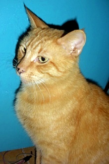 [another picture of Dorian, a Domestic Short Hair orange tabby\ cat] 