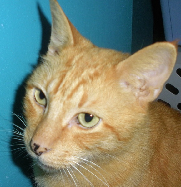 [picture of Dorian, a Domestic Short Hair orange tabby cat]