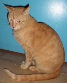 [picture of Dorian, a Domestic Short Hair orange tabby\ cat] 