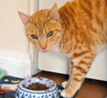 [another picture of Rusty, a Domestic Short Hair orange tabby/white\ cat] 