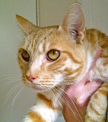 [picture of Rusty, a Domestic Short Hair orange tabby/white cat]