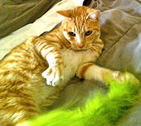 [picture of Rusty, a Domestic Short Hair orange tabby/white cat]