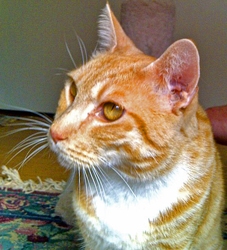 [picture of Rusty, a Domestic Short Hair orange tabby/white cat]