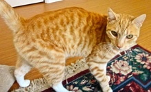 [picture of Rusty, a Domestic Short Hair orange tabby/white\ cat] 