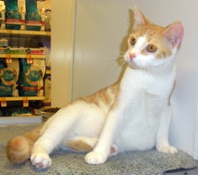 [another picture of Agnes, a Domestic Short Hair white/orange tabby\ cat] 