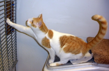 [picture of Agnes, a Domestic Short Hair white/orange tabby cat]