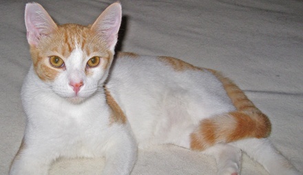 [picture of Agnes, a Domestic Short Hair white/orange tabby\ cat] 